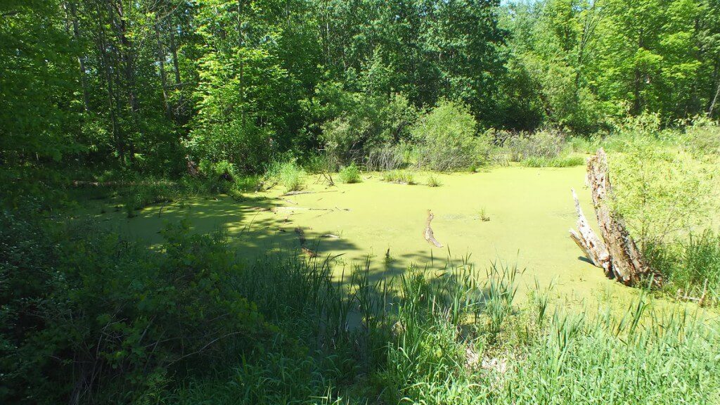 pond - where painted turtles live near forks of the credit - ontario