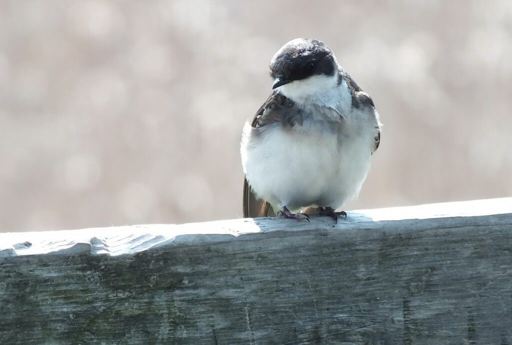 tree swallow fledgling - looks at our camera - second marsh - oshawa - ontario