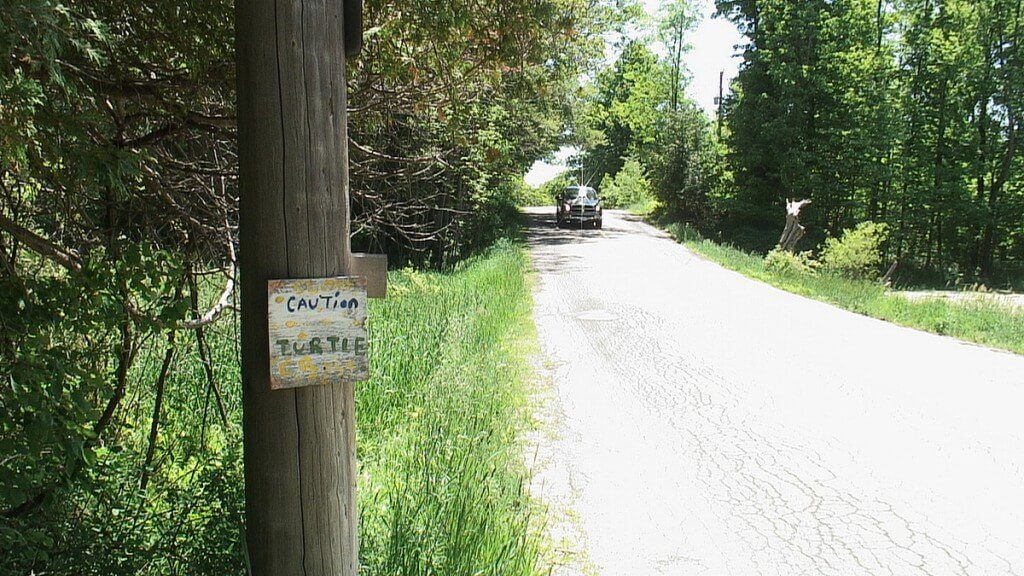 truck approaches pond with turtles - near forks of the credit provincial park - ontario