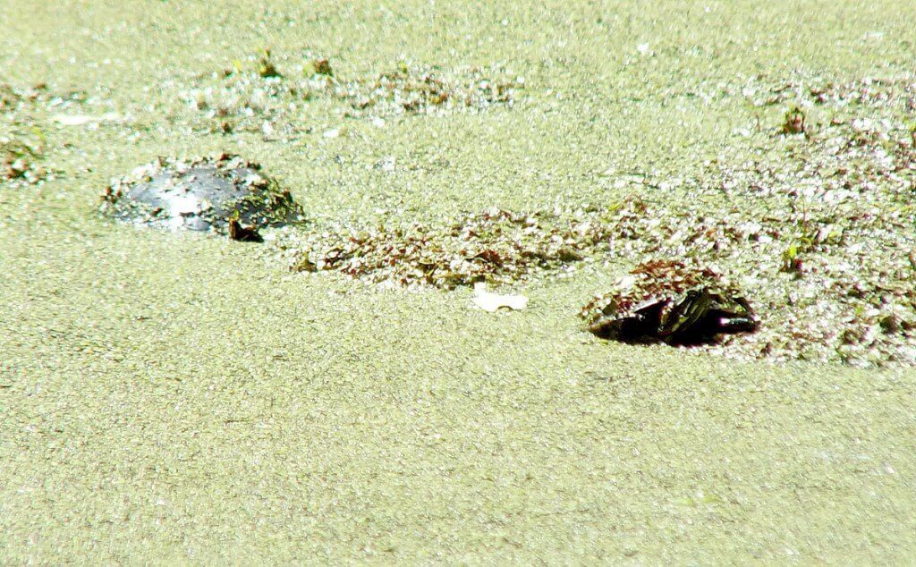 two painted turtles in a green slime - in pond near forks of the credit - ontario