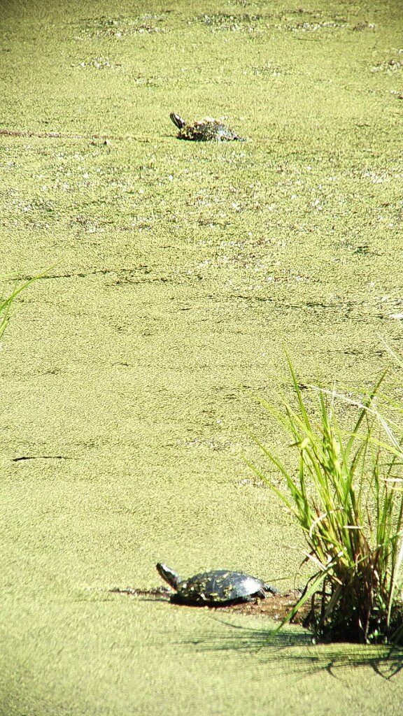 two painted turtles - near forks of the credit provincial park - ontario