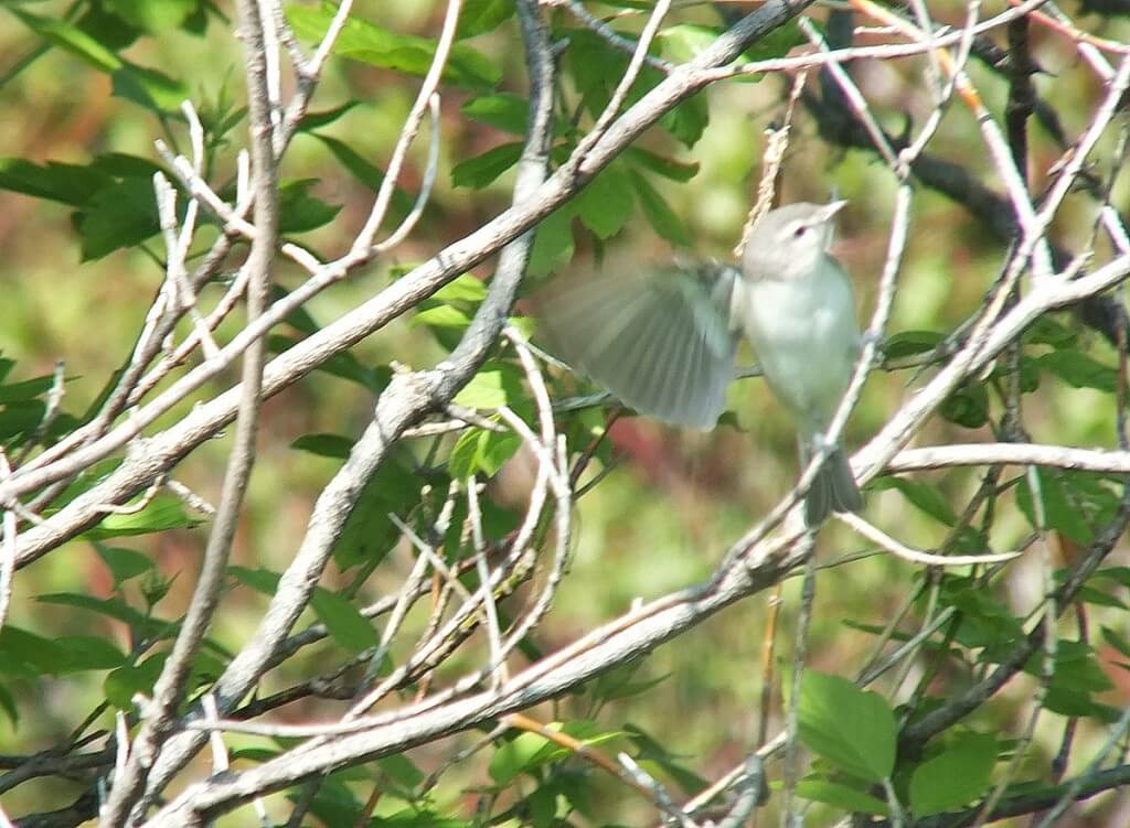 warbling vireo - lands in a blur - second marsh - oshawa - ontario