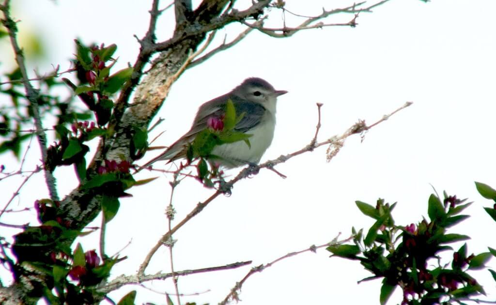 warbling vireo - looks towards camera - second marsh - oshawa - ontario