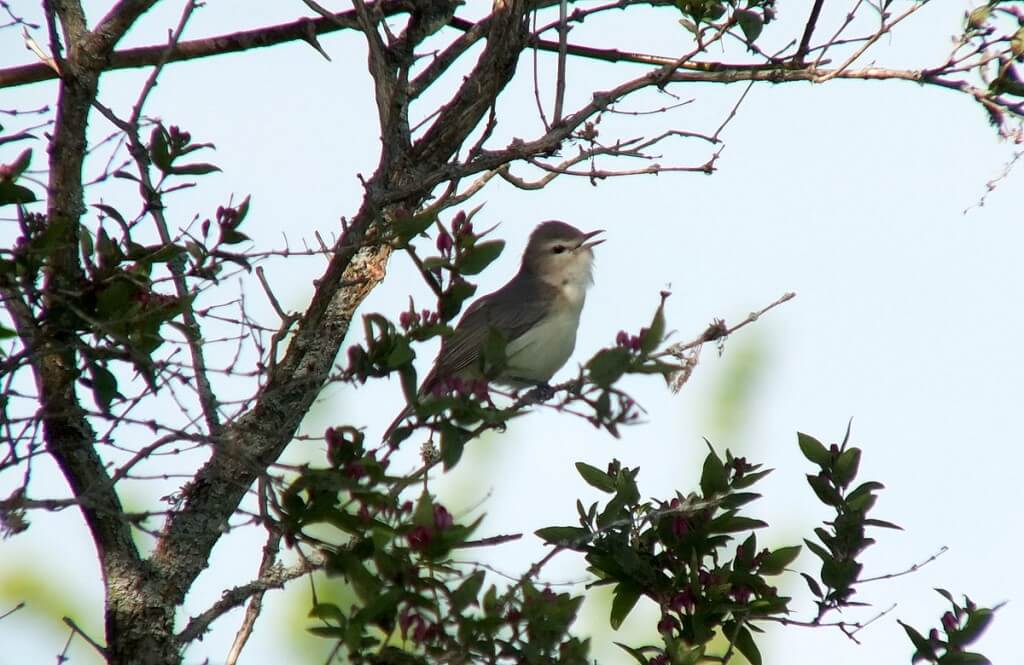 warbling vireo - sits among pink flowers on tree - second marsh - oshawa - ontario