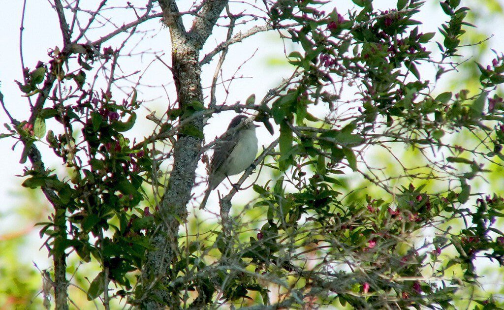 warbling vireo - sits lost to camera in tree - second marsh - oshawa - ontario