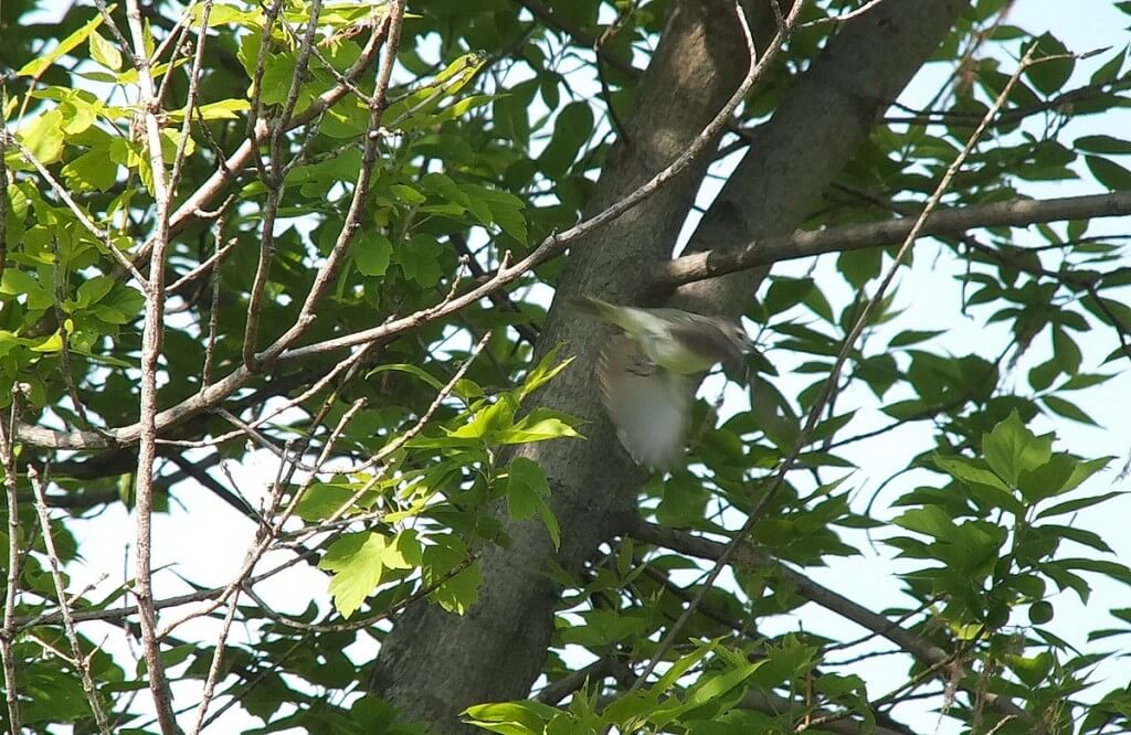 warbling vireo - takes flight - second marsh - oshawa - ontario