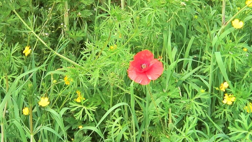 An image of flowers growing in a field beside the Brownshill Portal Tomb in County Carlow, Ireland. Photography by Frame To Frame - Bob and Jean.