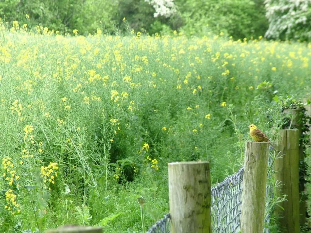 An image of a Yellowhammer bird sitting on a fence near the Brownshill Portal Tomb in County Carlow, Ireland. Photography by Frame To Frame - Bob and Jean.