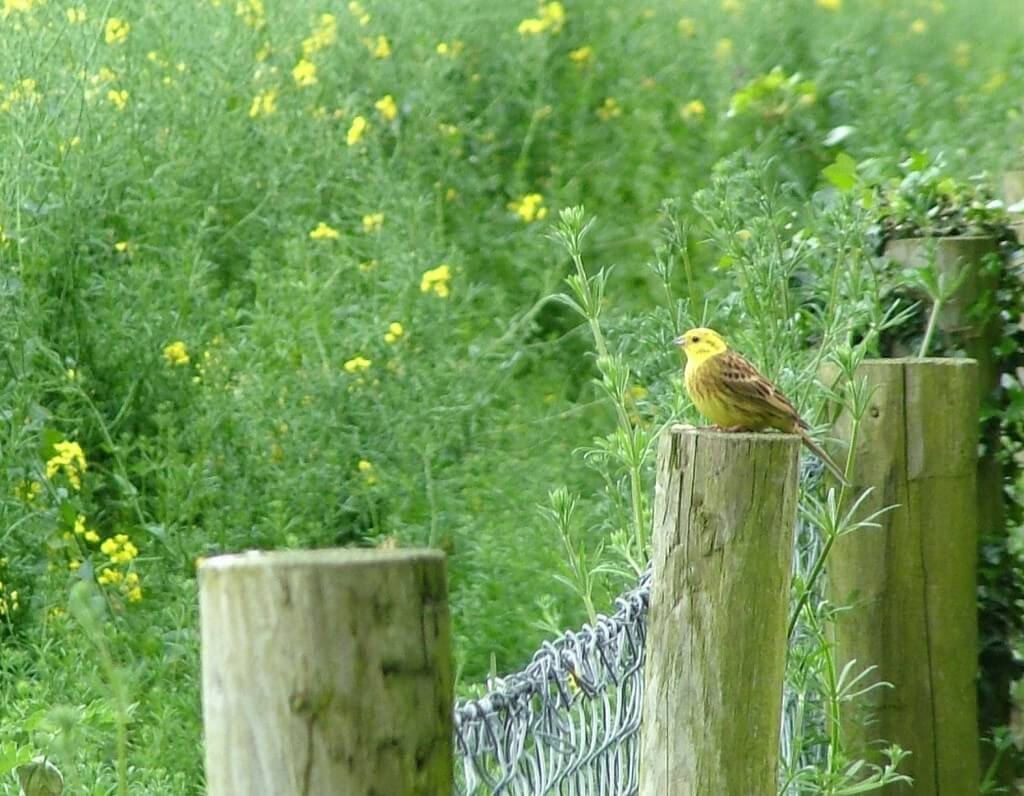 An image of a Yellowhammer bird sitting on a fence near the Brownshill Portal Tomb in County Carlow, Ireland. Photography by Frame To Frame - Bob and Jean.