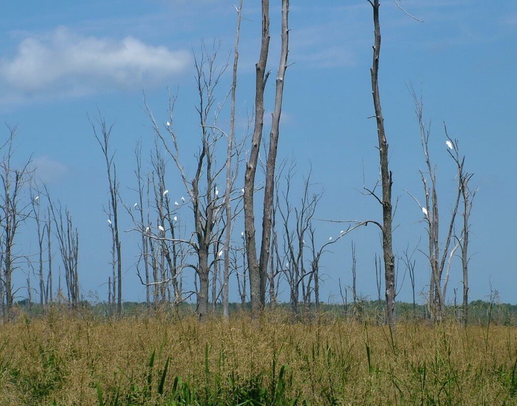 great egrets on trees, minesing swamp, ontario