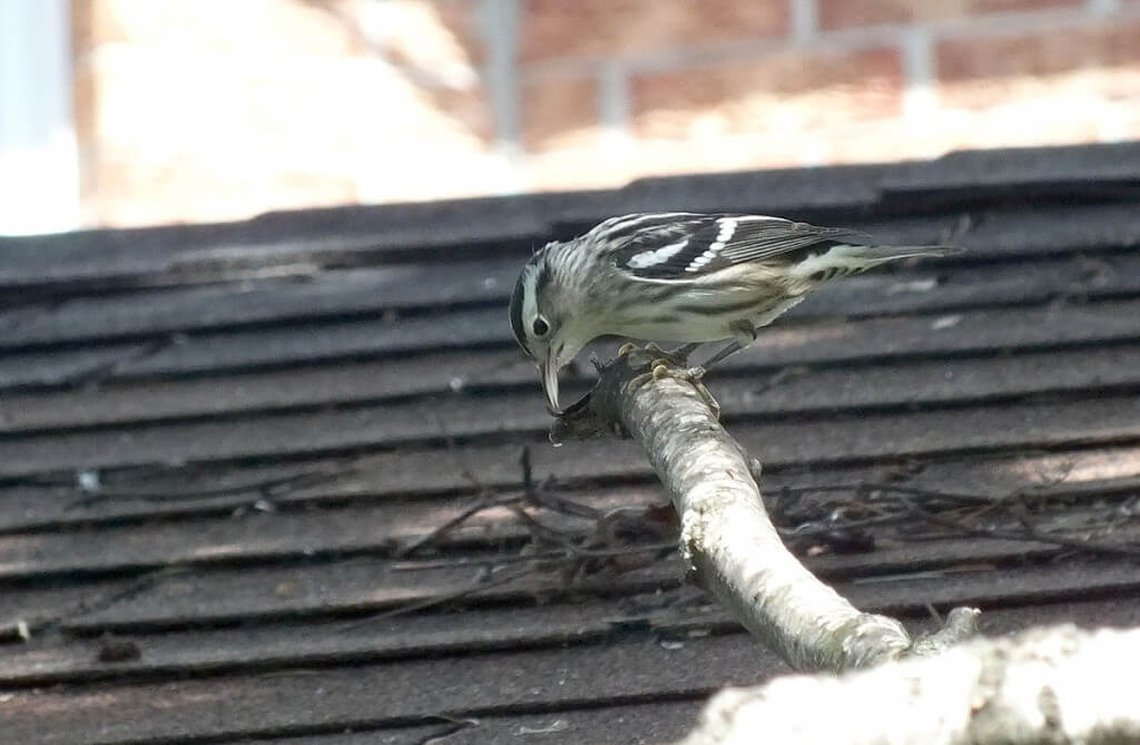 Black-and-white Warbler, toronto, ontario 