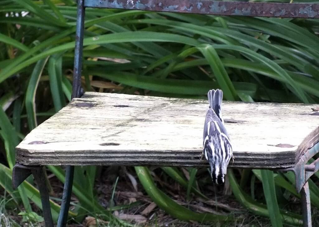 Black-and-white Warbler, toronto, ontario 