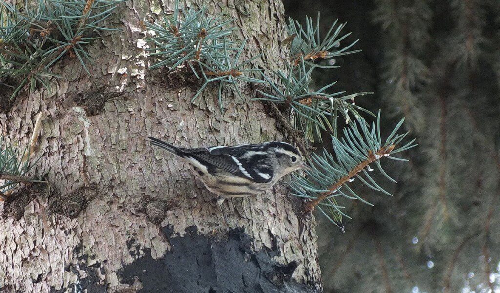 Black-and-white Warbler, toronto, ontario 