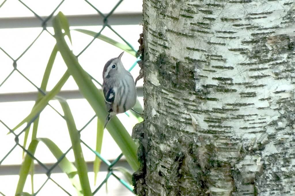 Black-and-white Warbler, toronto, ontario 