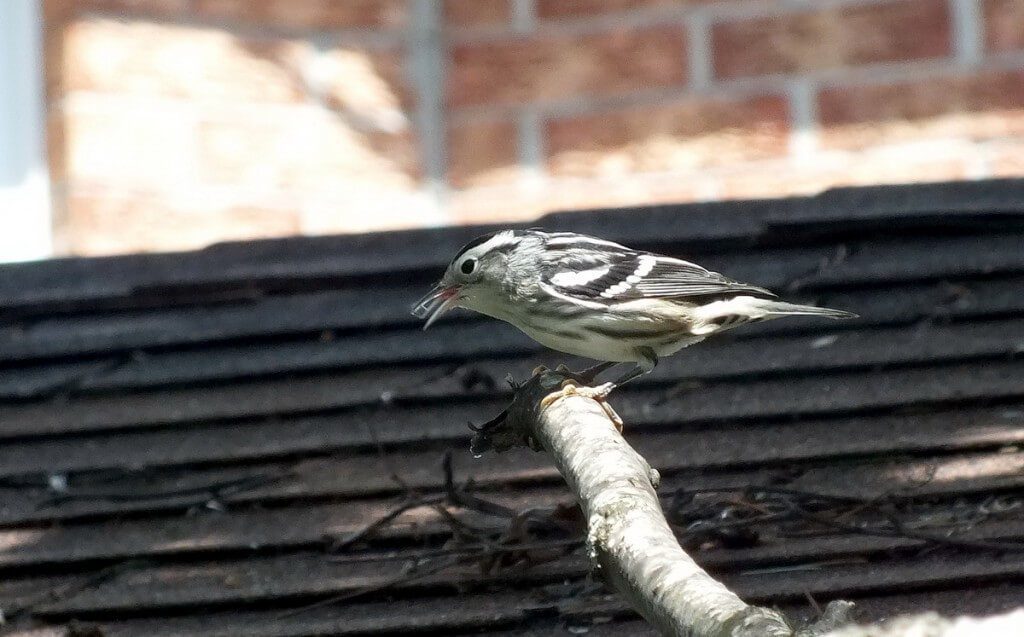 Black-and-white Warbler, toronto, ontario 