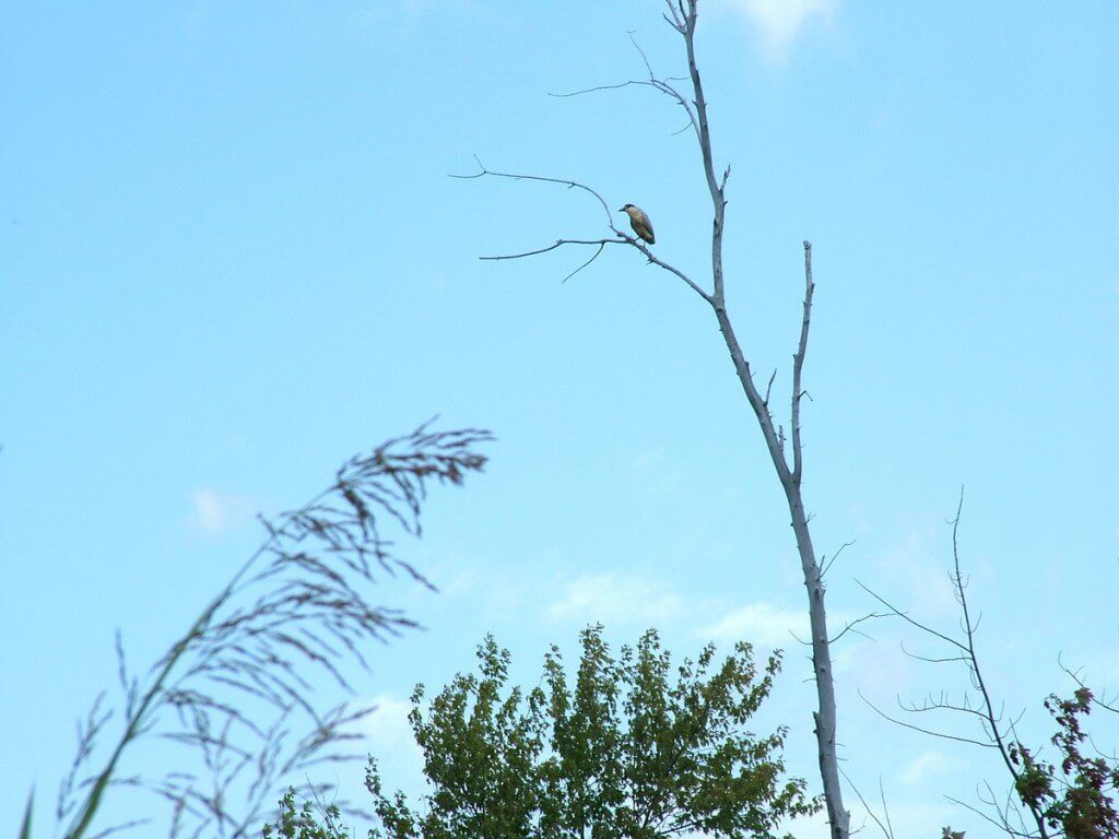 Black-crowned Night Heron in tree, minesing swamp, ontario