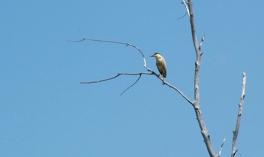 Black-crowned Night Heron, minesing swamp, ontario