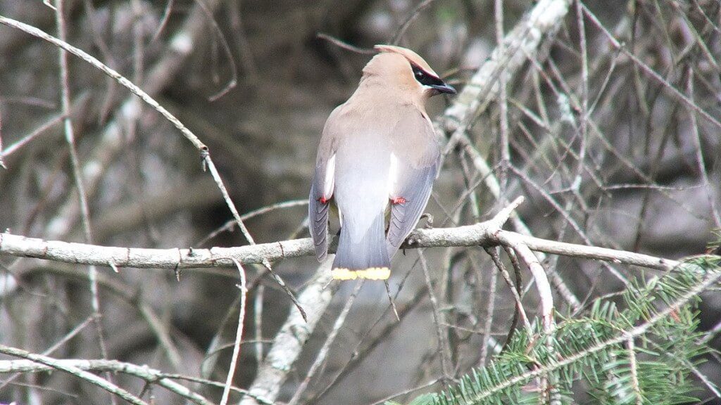 Cedar Waxwing, looks to camera, oxtongue lake heron rookery, ontario