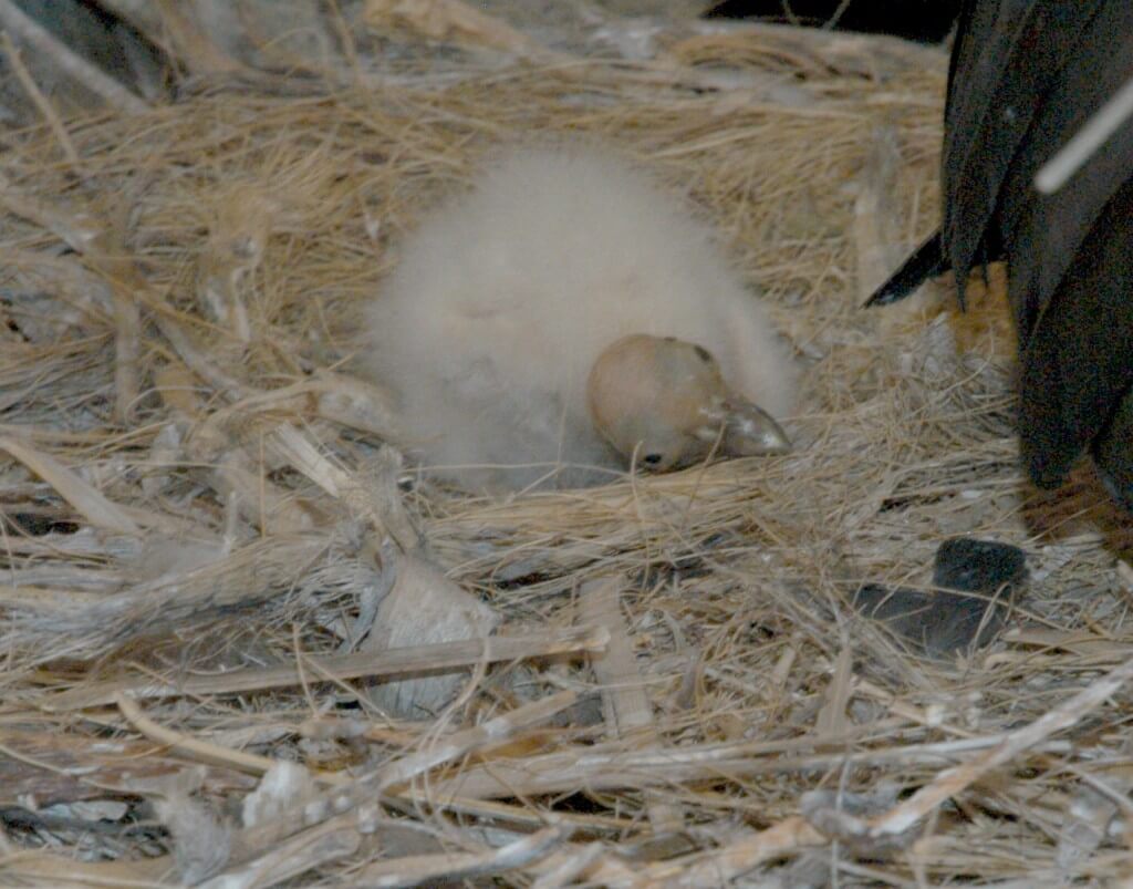 Condor Nestling 2 days old at Battleship Nest - Grand Canyon