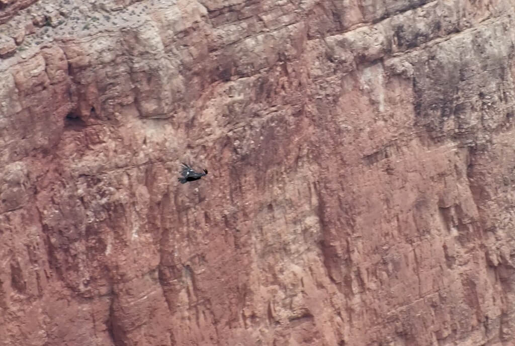 Condor in flight near Battleship Rock - Grand Canyon