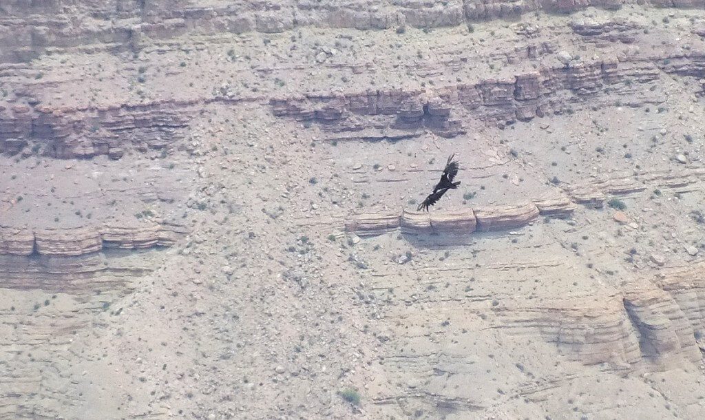 California Condor, Grand Canyon National Park, Arizona, U.S.A.