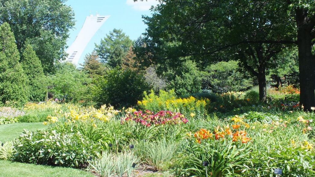 Daylily garden, Montreal Botanical Garden