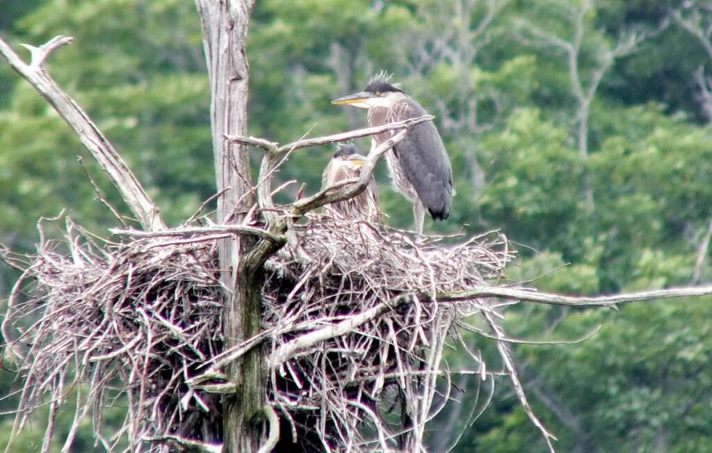 Great Blue Herons, Oxtongue lake, Ontario