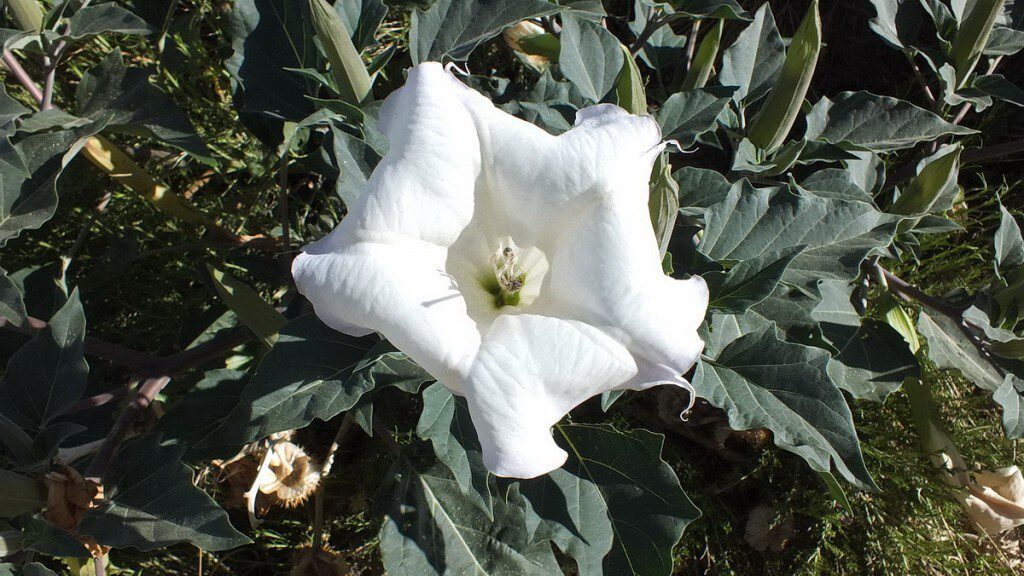 Moonflower during daytime with bugs - Grand Canyon National Park - Arizona