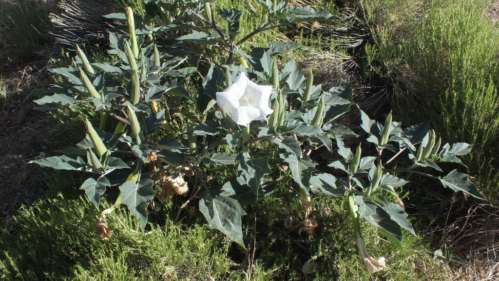 Moonflower plant during daytime - Grand Canyon National Park - Arizona