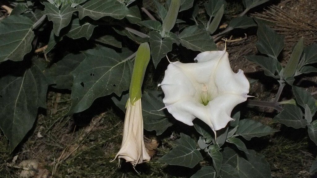 Moonflower plant at nighttime - Grand Canyon National Park - Arizona