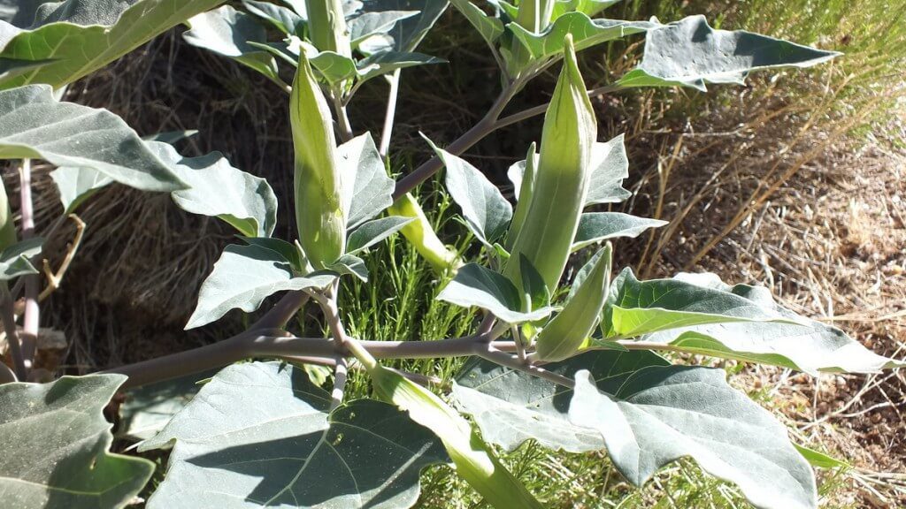 Moonflower plant - flower pods - Grand Canyon National Park - Arizona