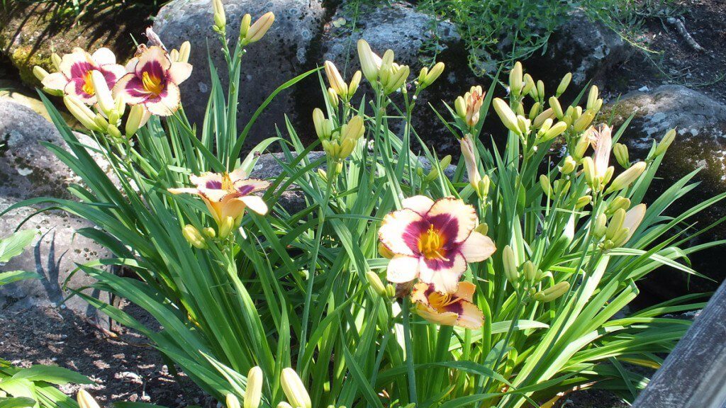Daylilies, Montreal Botanical Garden