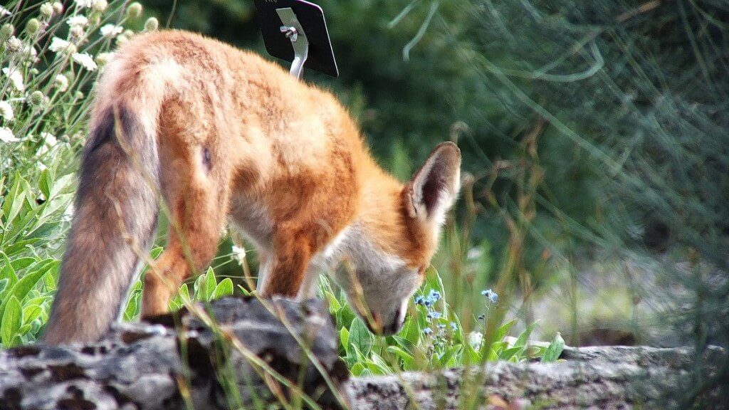 Red Fox checks out the blue flowers - Montreal Botanical Garden - Frame To Frame Bob & Jean