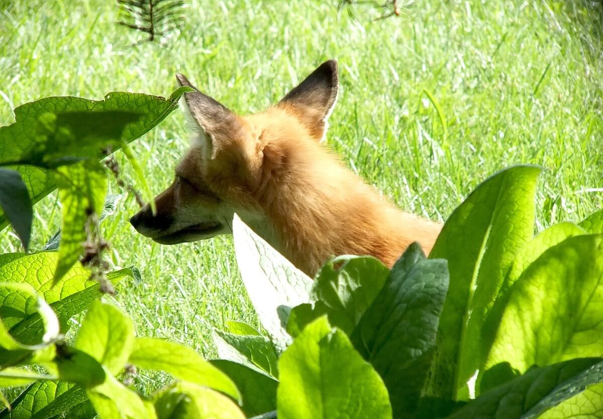 photograph of a Red Fox among the plants at the Montreal Botanical Garden, in Montreal, Quebec, Canada.