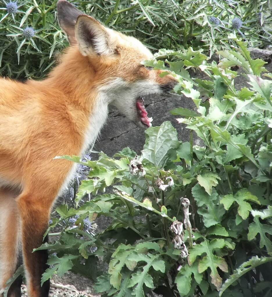 Red Fox sniffs yawns among the plants - Montreal Botanical Garden - Frame To Frame Bob & Jean