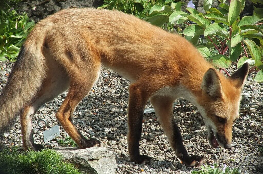 Red Fox walks among plants - Montreal Botanical Garden - Frame To Frame Bob & Jean