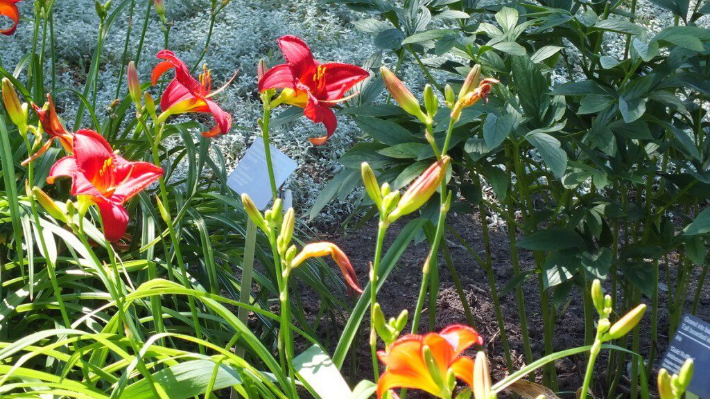 Ruby red daylilies, Montreal Botanical Garden