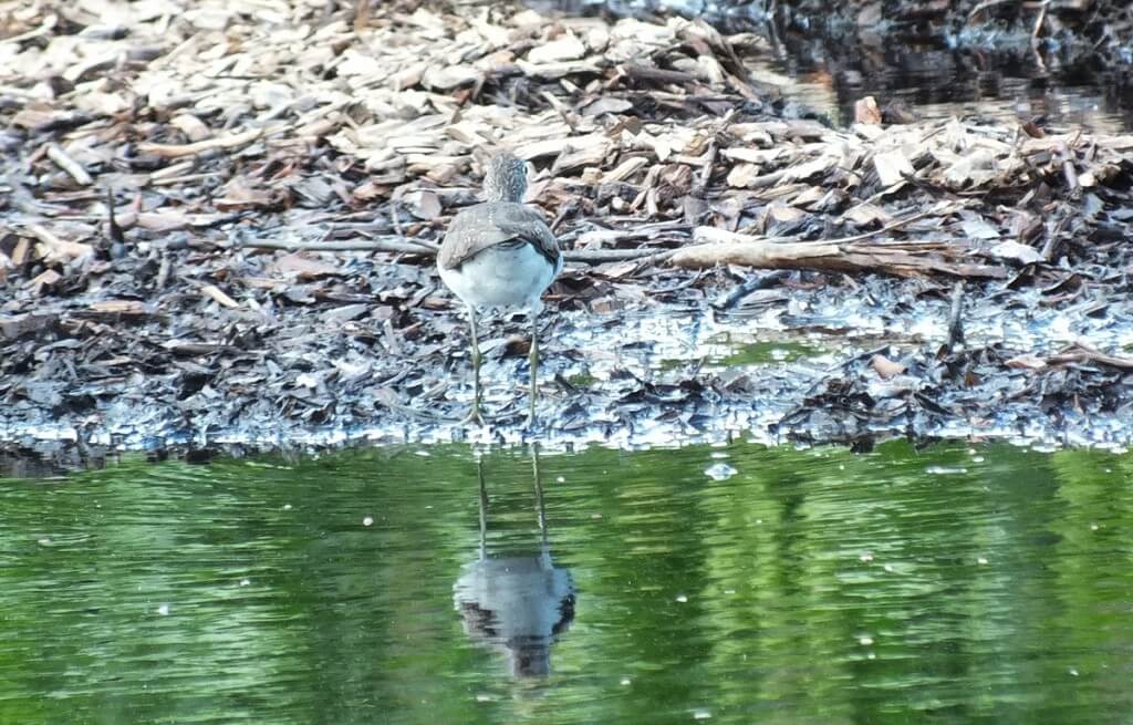 Solitary Sandpiper - backside - Fernwood Farms - stayner - ontario