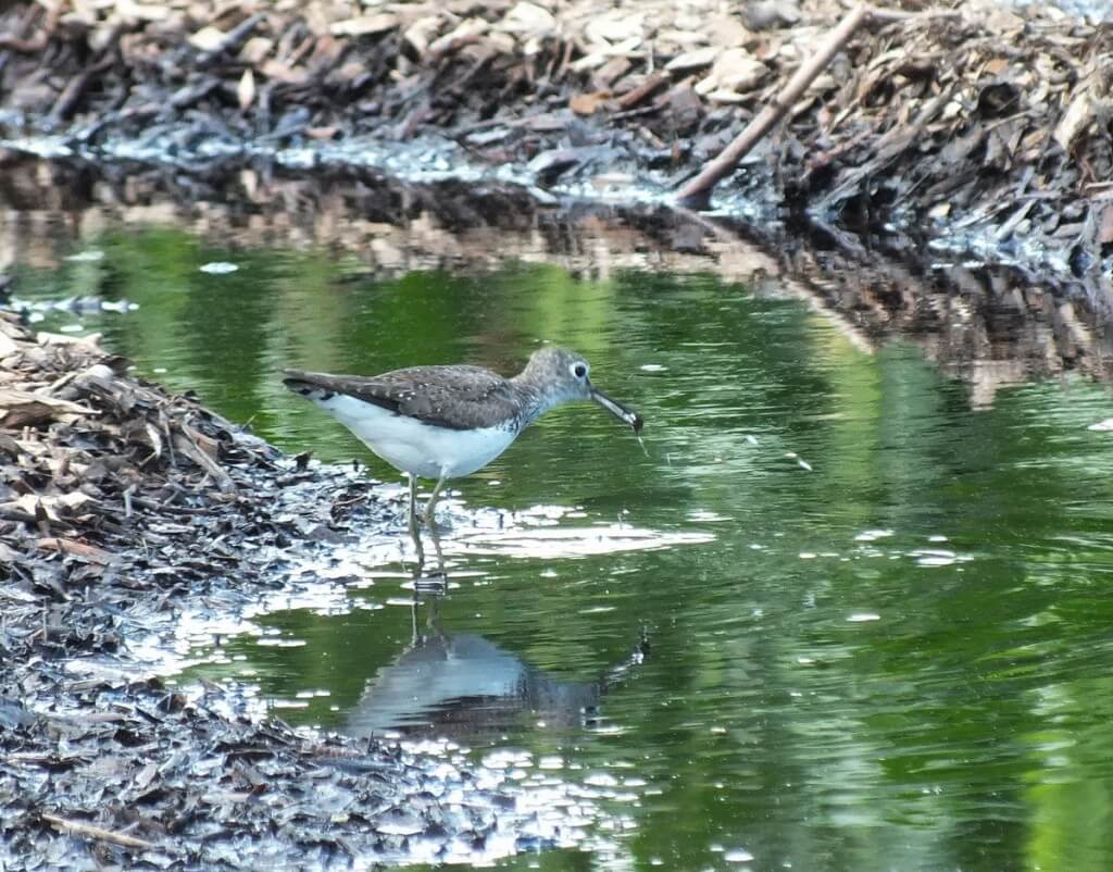 Solitary Sandpiper catches an insect - Fernwood Farms - stayner - ontario