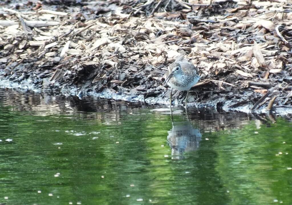 Solitary Sandpiper on edge of a pond searching for prey - Fernwood Farms - stayner - ontario