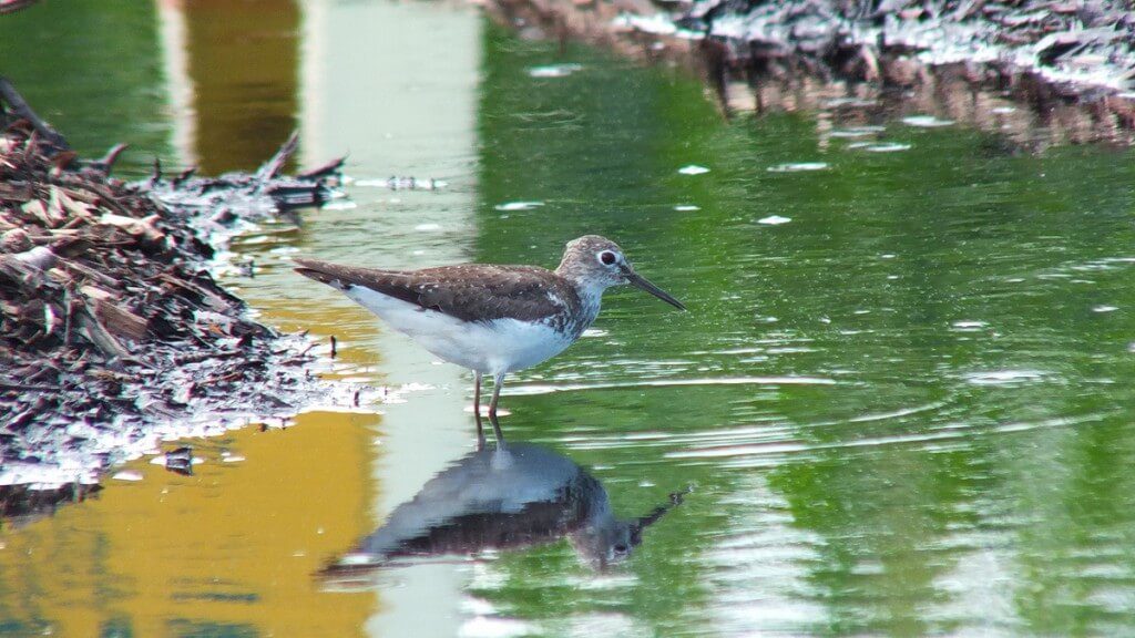 Solitary Sandpiper on edge of pond - Fernwood Farms - stayner - ontario