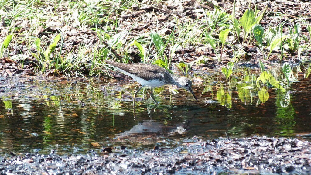 Solitary Sandpiper searching for prey in water - Fernwood Farms - stayner - ontario