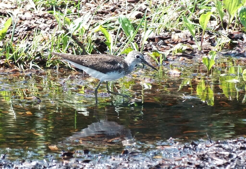 Solitary Sandpiper walks through pond - Fernwood Farms - stayner - ontario