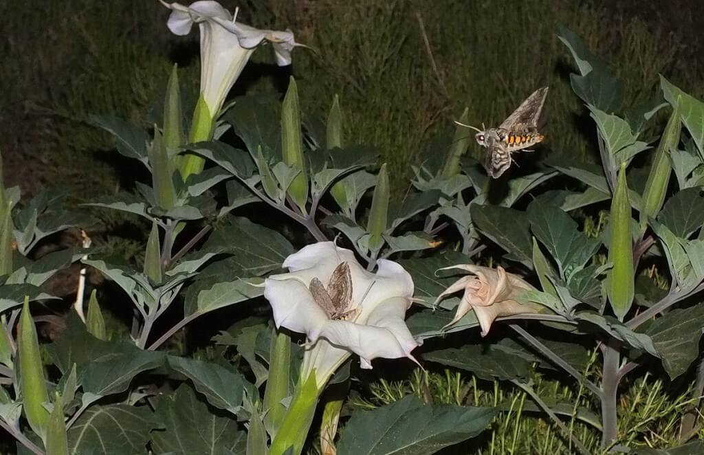 Tomato Hornworm Moth in flight to Moonflower plant