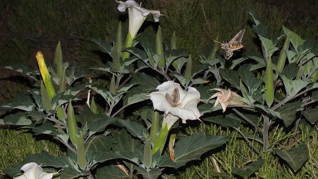 Tomato Hornworm Moths around a Moonflower plant - Grand Canyon National Park - Arizona