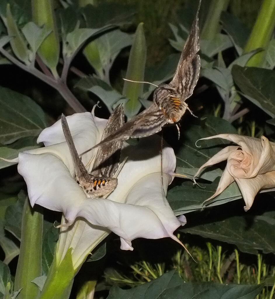 Tomato Hornworm Moths at a Moonflower plant at Grand Canyon National Park