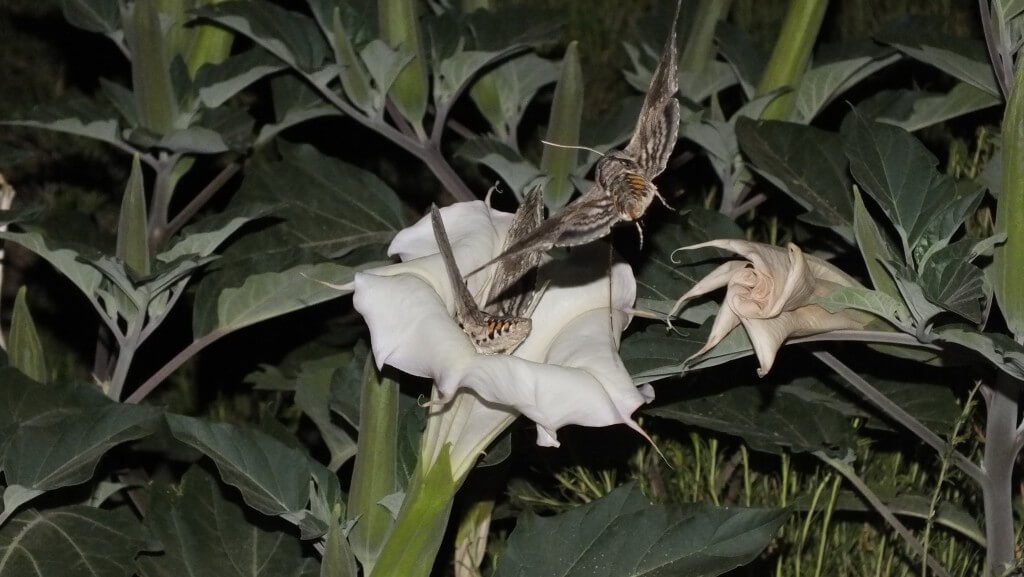 Tomato Hornworm Moths at night in Arizona