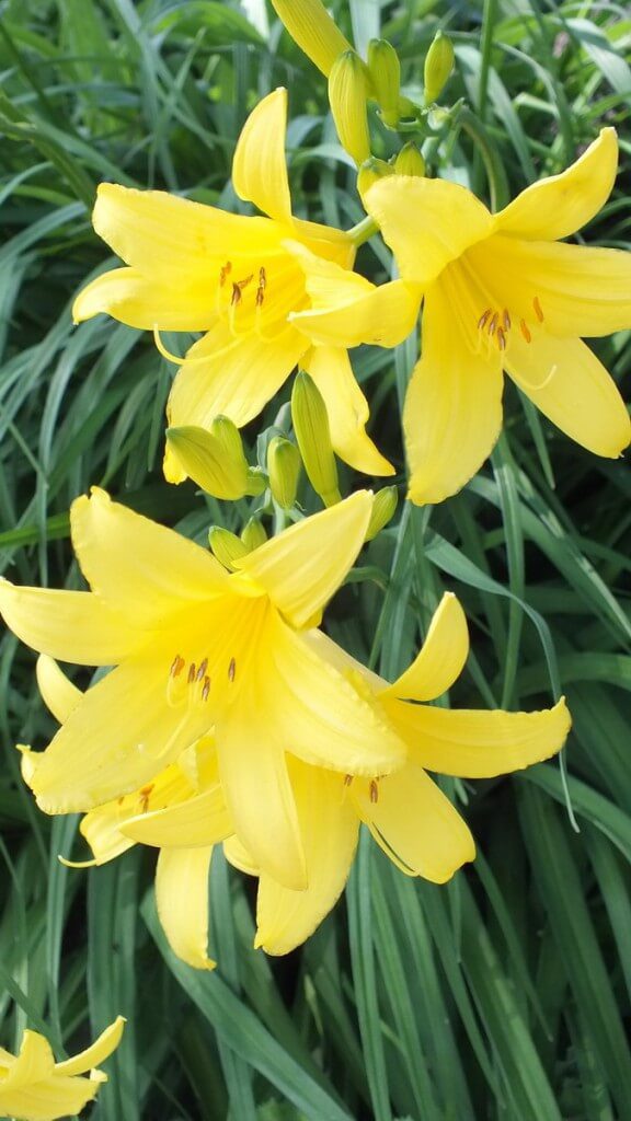 Yellow daylilies, Toronto garden