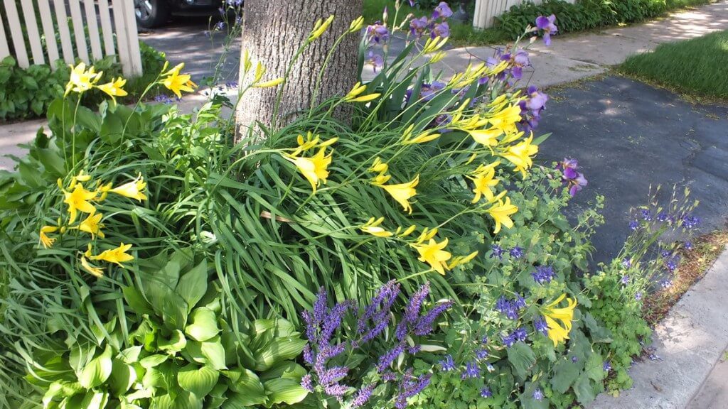 Yellow daylilies and purple irises, Toronto garden