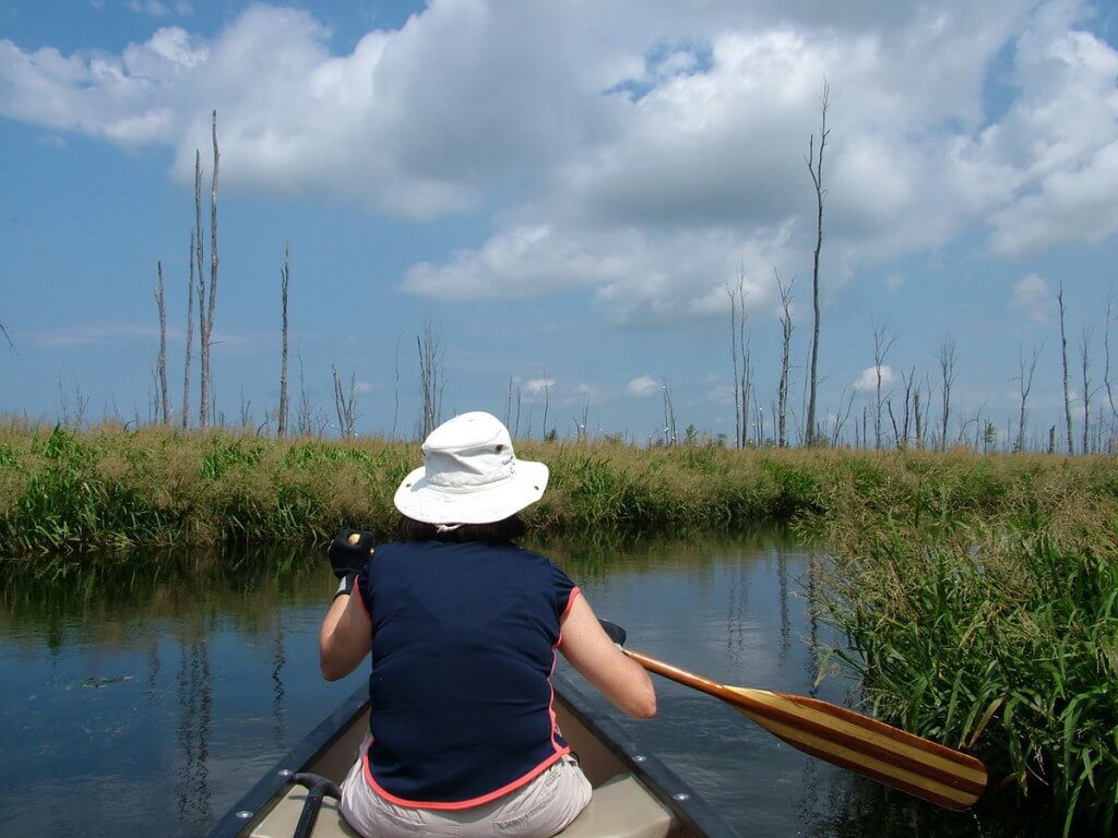 approaching great egrets in minesing swamp